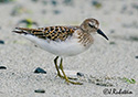 Calidris minutilla